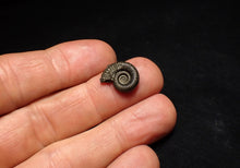 Load image into Gallery viewer, Crucilobiceras pyrite ammonite fossil (15 mm)