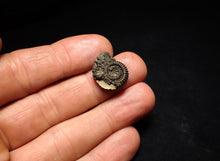 Load image into Gallery viewer, Crucilobiceras pyrite ammonite fossil (19 mm)