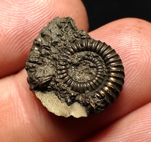 Load image into Gallery viewer, Crucilobiceras pyrite ammonite fossil (19 mm)