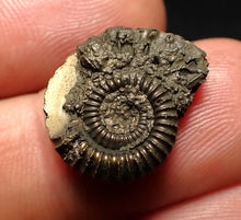 Load image into Gallery viewer, Crucilobiceras pyrite ammonite fossil (19 mm)