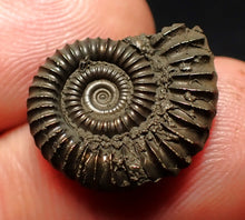 Load image into Gallery viewer, Crucilobiceras pyrite ammonite fossil (19 mm)