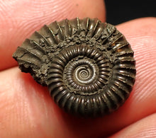 Load image into Gallery viewer, Crucilobiceras pyrite ammonite fossil (19 mm)