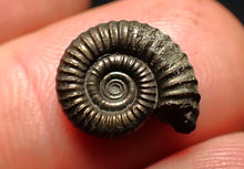 Load image into Gallery viewer, Little Crucilobiceras pyrite ammonite fossil (13 mm)