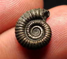 Load image into Gallery viewer, Little Crucilobiceras pyrite ammonite fossil (13 mm)