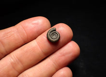 Load image into Gallery viewer, Little Crucilobiceras pyrite ammonite fossil (12 mm)