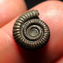 Load image into Gallery viewer, Little Crucilobiceras pyrite ammonite fossil (12 mm)