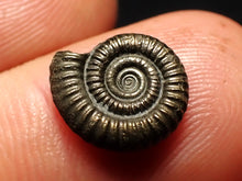 Load image into Gallery viewer, Little Crucilobiceras pyrite ammonite fossil (12 mm)