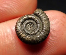 Load image into Gallery viewer, Little Crucilobiceras pyrite ammonite fossil (12 mm)