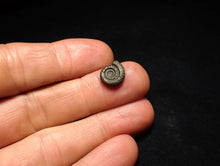 Load image into Gallery viewer, Little Crucilobiceras pyrite ammonite fossil (12 mm)