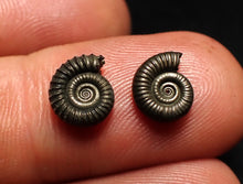 Load image into Gallery viewer, Matched pair of tiny Crucilobiceras pyrite ammonite fossils (10 mm)