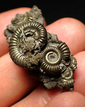 Load image into Gallery viewer, Full pyrite multi-ammonite fossil (36 mm)
