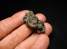 Load image into Gallery viewer, Full pyrite multi-ammonite fossil (36 mm)
