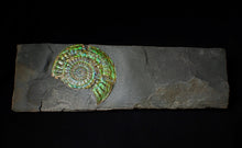 Load image into Gallery viewer, Stunning green iridescent Caloceras ammonite display fossil