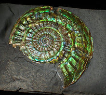 Load image into Gallery viewer, Stunning green iridescent Caloceras ammonite display fossil