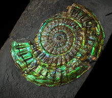 Load image into Gallery viewer, Stunning green iridescent Caloceras ammonite display fossil