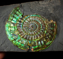 Load image into Gallery viewer, Stunning green iridescent Caloceras ammonite display fossil