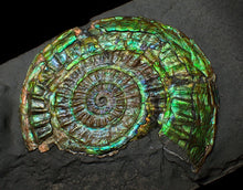 Load image into Gallery viewer, Stunning green iridescent Caloceras ammonite display fossil