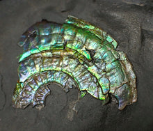 Load image into Gallery viewer, Stunning green iridescent Caloceras ammonite display fossil
