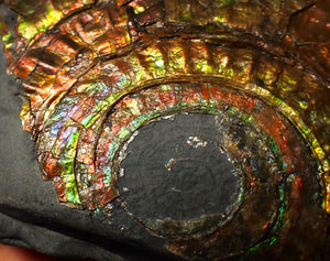 Rainbow iridescent Caloceras display ammonite