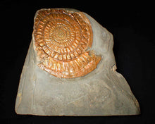 Load image into Gallery viewer, Very large copper iridescent Caloceras display ammonite