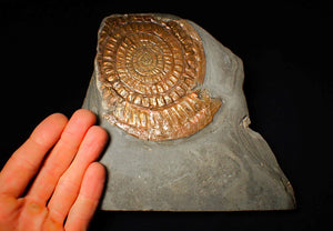 Very large copper iridescent Caloceras display ammonite