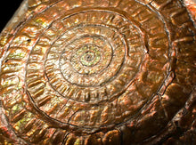 Load image into Gallery viewer, Very large copper iridescent Caloceras display ammonite