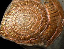 Load image into Gallery viewer, Very large copper iridescent Caloceras display ammonite
