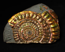 Load image into Gallery viewer, Stunning big rainbow iridescent Caloceras display ammonite fossil (93mm)