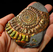 Load image into Gallery viewer, Stunning big rainbow iridescent Caloceras display ammonite fossil (93mm)