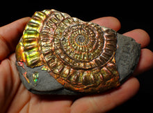 Load image into Gallery viewer, Stunning big rainbow iridescent Caloceras display ammonite fossil (93mm)