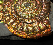 Load image into Gallery viewer, Stunning big rainbow iridescent Caloceras display ammonite fossil (93mm)