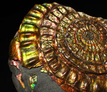 Load image into Gallery viewer, Stunning big rainbow iridescent Caloceras display ammonite fossil (93mm)