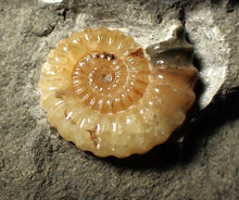Load image into Gallery viewer, "Popped" 28mm calcite Promicroceras ammonite fossil display piece