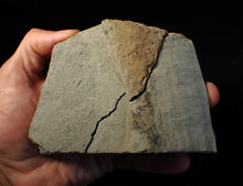 Load image into Gallery viewer, "Popped" 28mm calcite Promicroceras ammonite fossil display piece