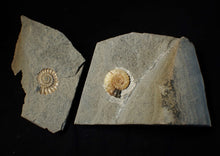Load image into Gallery viewer, "Popped" 28mm calcite Promicroceras ammonite fossil display piece