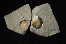 Load image into Gallery viewer, "Popped" 28mm calcite Promicroceras ammonite fossil display piece