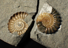 Load image into Gallery viewer, "Popped" 28mm calcite Promicroceras ammonite fossil display piece