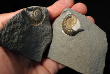Load image into Gallery viewer, "Popped" 28mm calcite Promicroceras ammonite fossil display piece