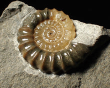 Load image into Gallery viewer, "Popped" 28mm calcite Promicroceras ammonite fossil display piece
