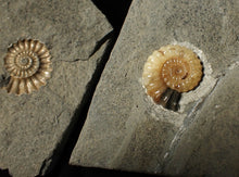 Load image into Gallery viewer, "Popped" 28mm calcite Promicroceras ammonite fossil display piece