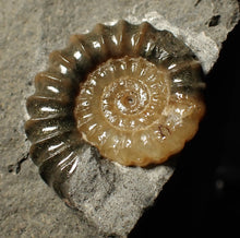 Load image into Gallery viewer, "Popped" 28mm calcite Promicroceras ammonite fossil display piece