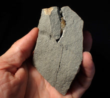 Load image into Gallery viewer, "Popped" 28mm calcite Promicroceras ammonite fossil display piece