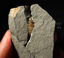 Load image into Gallery viewer, "Popped" 28mm calcite Promicroceras ammonite fossil display piece