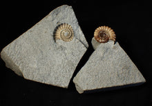 Load image into Gallery viewer, "Popped" 28mm calcite Promicroceras ammonite fossil display piece