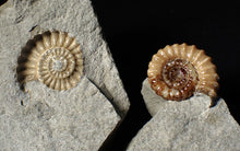Load image into Gallery viewer, "Popped" 28mm calcite Promicroceras ammonite fossil display piece