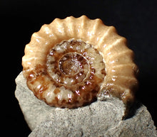 Load image into Gallery viewer, "Popped" 28mm calcite Promicroceras ammonite fossil display piece