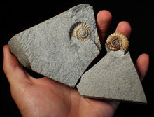 Load image into Gallery viewer, "Popped" 28mm calcite Promicroceras ammonite fossil display piece