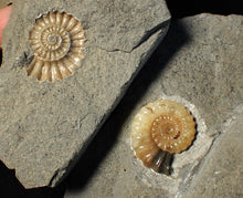 Load image into Gallery viewer, "Popped" 28mm calcite Promicroceras ammonite fossil display piece