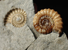 Load image into Gallery viewer, "Popped" 28mm calcite Promicroceras ammonite fossil display piece