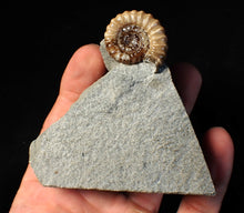 Load image into Gallery viewer, "Popped" 28mm calcite Promicroceras ammonite fossil display piece